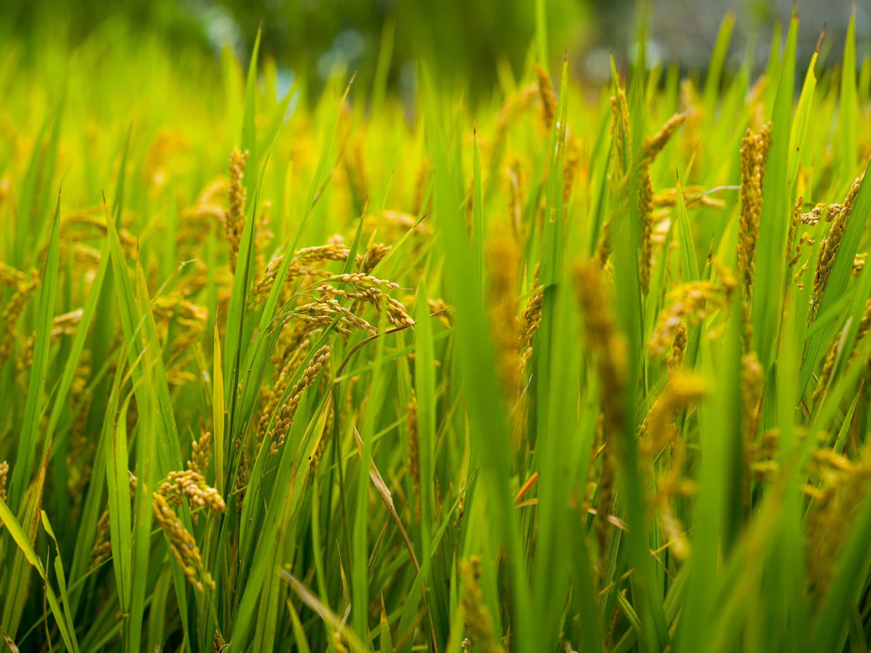Rice Image